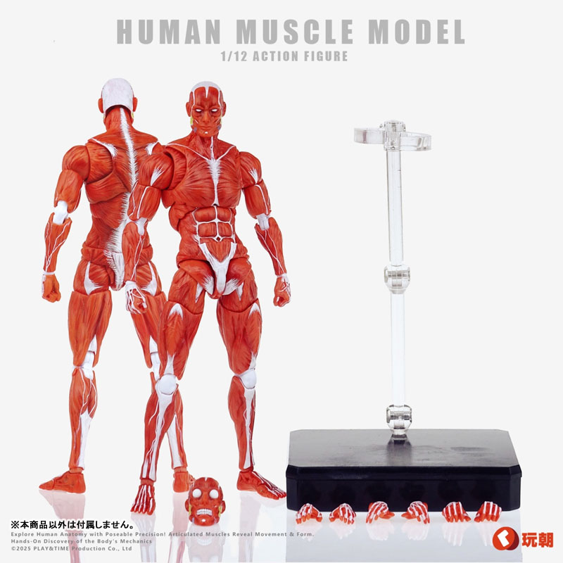 AmiAmi [Character & Hobby Shop] | Human Muscle Model 1/12 Scale