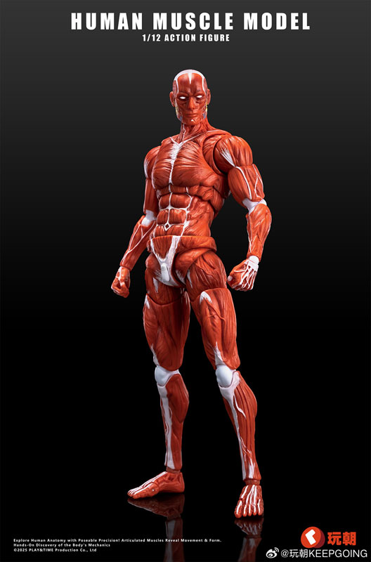 AmiAmi [Character & Hobby Shop] | Human Muscle Model 1/12