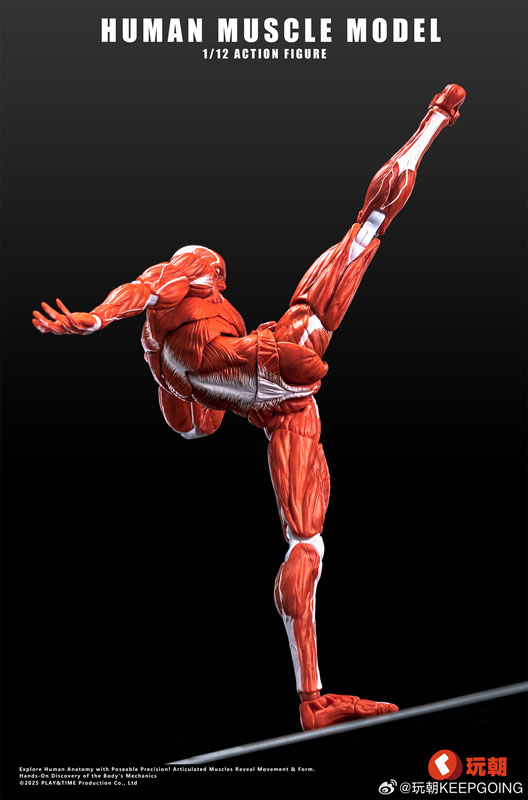 AmiAmi [Character & Hobby Shop] | Human Muscle Model 1/12 Scale