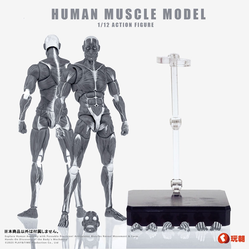 AmiAmi [Character & Hobby Shop] | Human Muscle Model 1/12