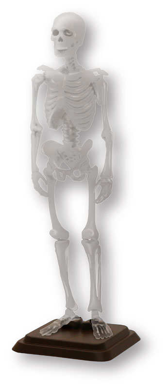 Max Skeleton with Painted Muscle Origins and Inserts on