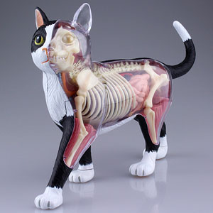 動物セル画 Amazon.co.jp: 4D Vision Emperor Penguin Animal Organ Anatomy
