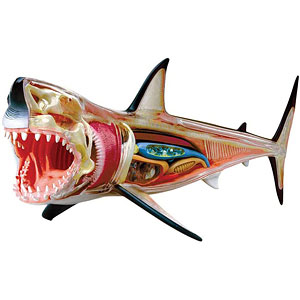 迷子の魚さん A huge catch on a remote island in midsummer!? A woman's