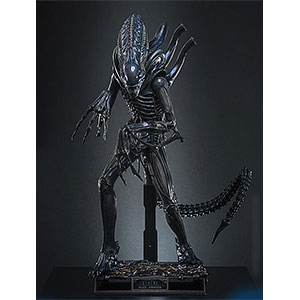 AmiAmi [Character & Hobby Shop]